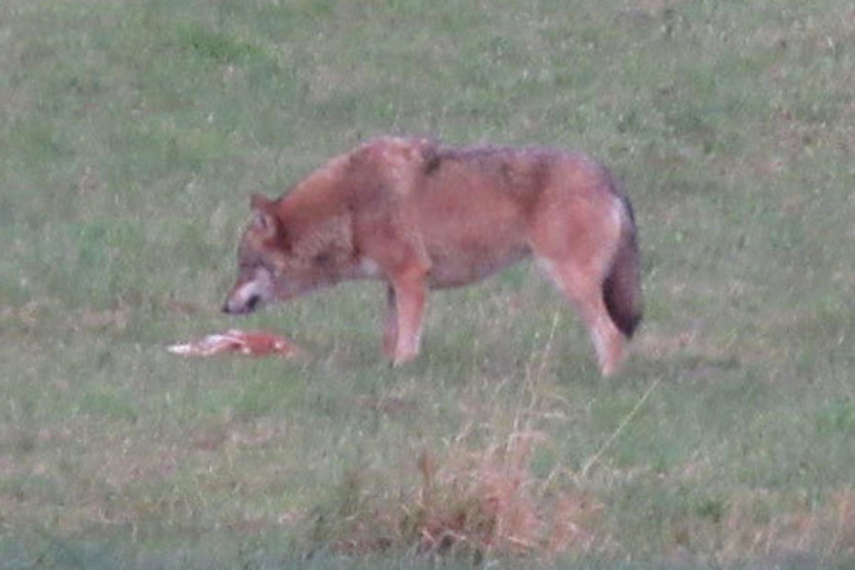 Ein Wolf steht am 20.11.2017 auf einer Wiese bei Bad Kreuzen in Österreich und frisst seine Beute, ein Hahn. Bei Bad Wildbad soll ein Wolf drei Schafe gerissen haben. (Archivbild)
