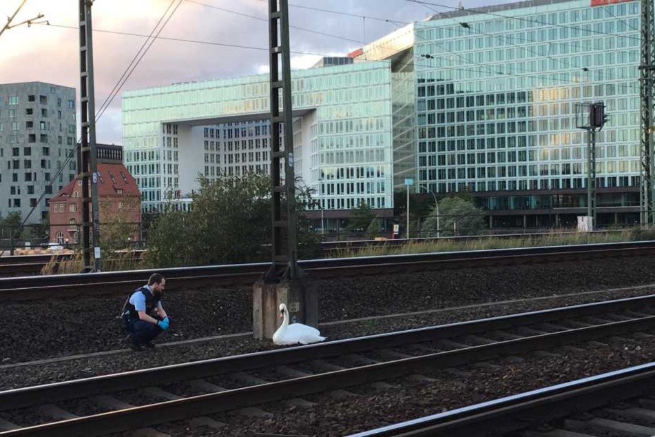 Ein Beamter der Bundespolizei nähert sich dem verletzten Tier.