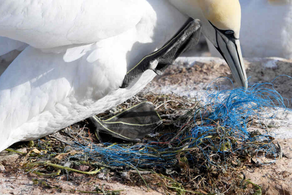 Ein Basstölpel verbaut in seinem Nest Plastikmüll.
