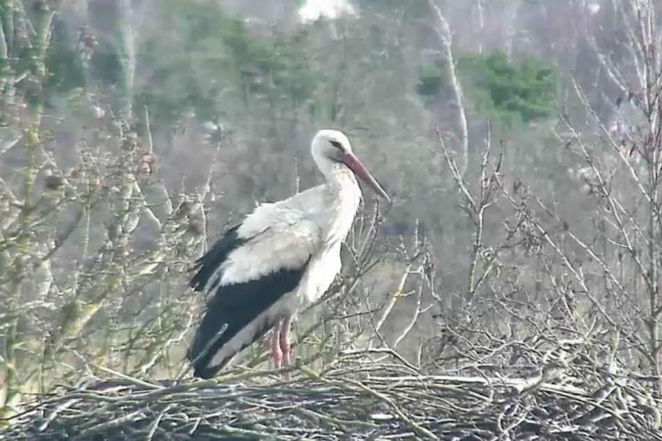 Die Webcam von Rolfs Storchennest zeigt, was auf dem Horst los ist.