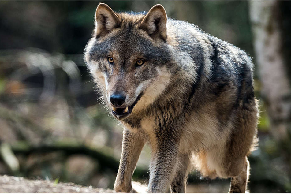 Ein rund drei Jahre alter und 100 Kilogramm schwerer Rothirsch ist offenbar von einem Wolf mit zwei Kehlbissen getötet worden.