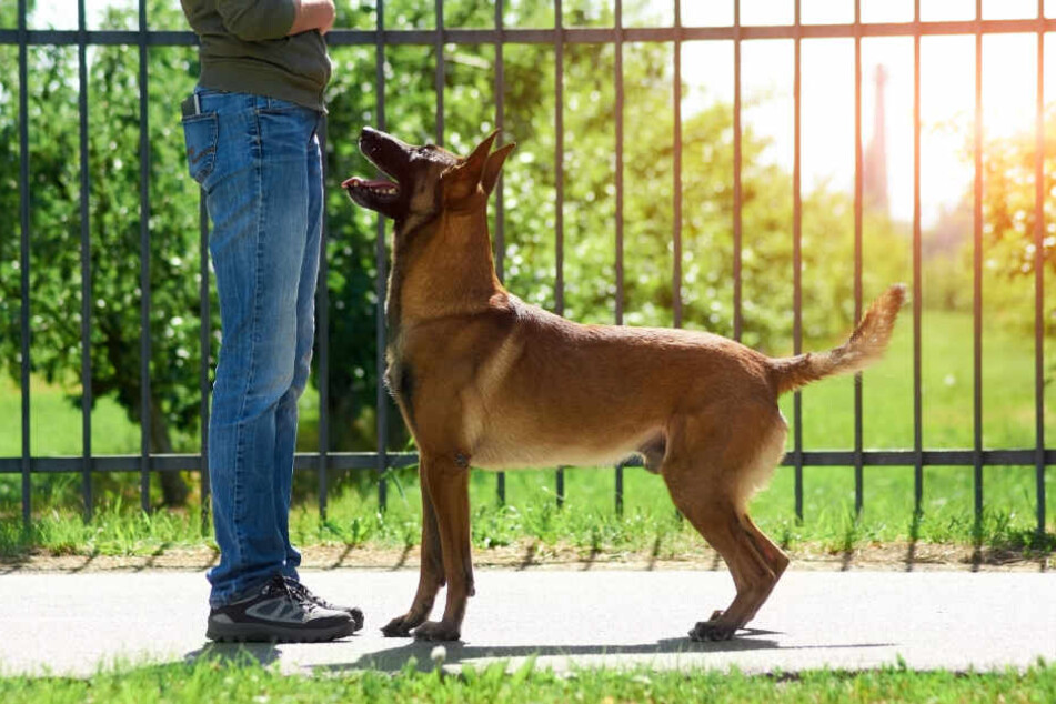 Hunde können sich bei starker Hitze aufgrund ihrer empfindlichen Pfoten schnell verbrennen. (Symbolbild)