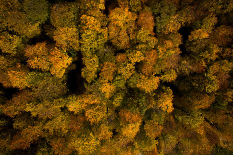 So sieht der Wald in NRW aktuell aus.