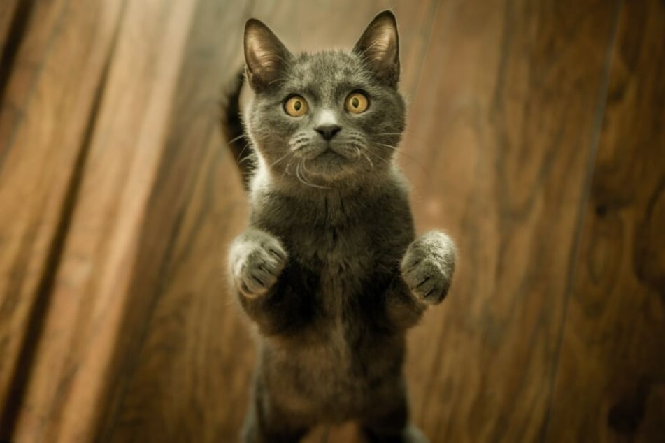 Katzen haben natürlich nur ein Leben, welches sie perfekt meistern.