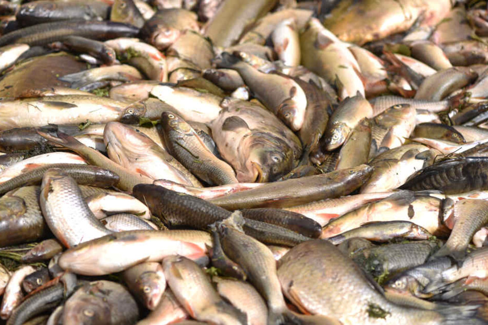 Die Ursache für das plötzliche Fischsterben wird noch ermittelt.