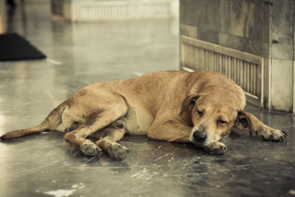 Der Hund stammt aus einer rumänischen Tötungsstation. (Symbolbild)