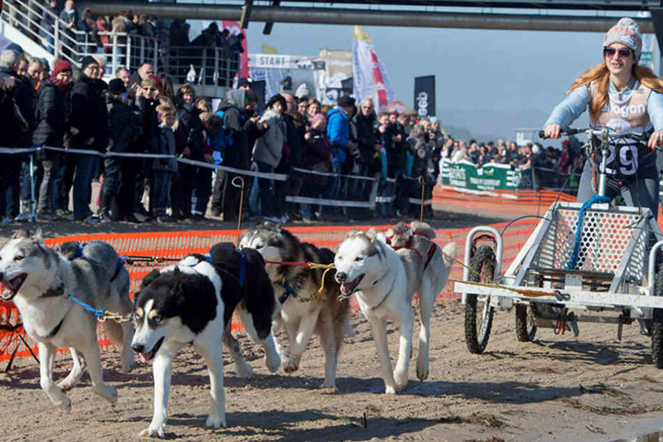 Die Schauspielerin Susan Sideropolous ist bei den "Baltic Lights" 2017 mit vier Huskys unterwegs.