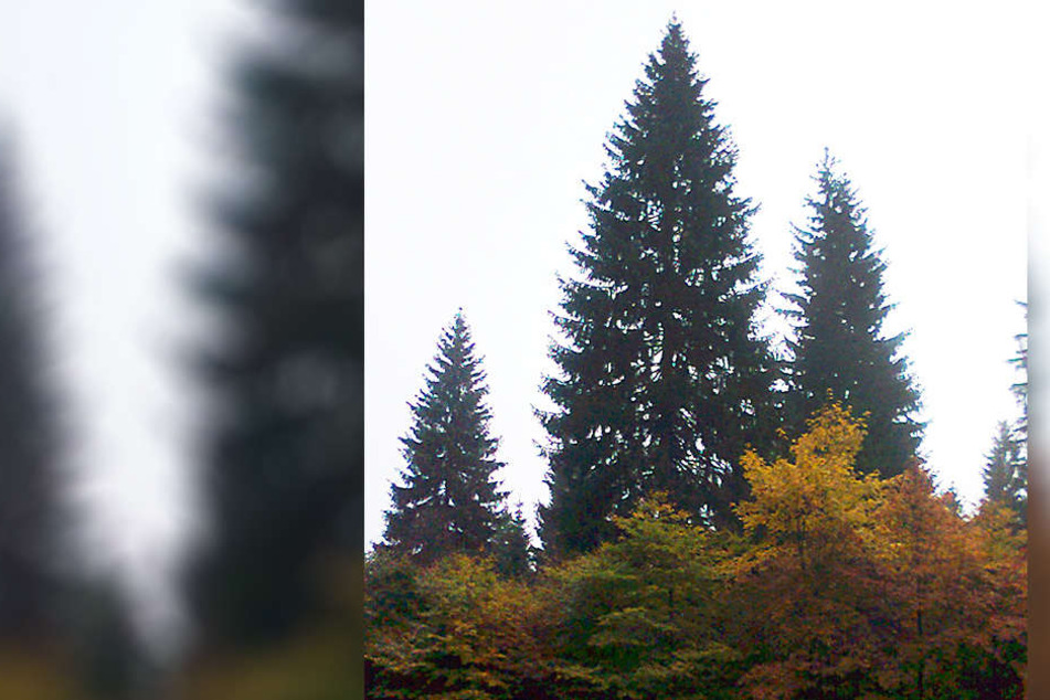 Das ist der Weihnachtsbaum für Chemnitz.