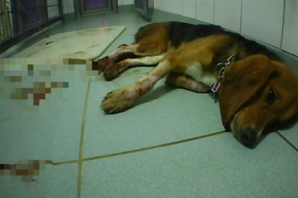 Ein Hund verendet qualvoll nach einem Versuch.