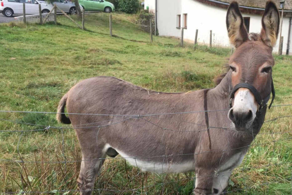 Die Polizei sucht nun die Besitzer der Tiere. (Symbolbild)