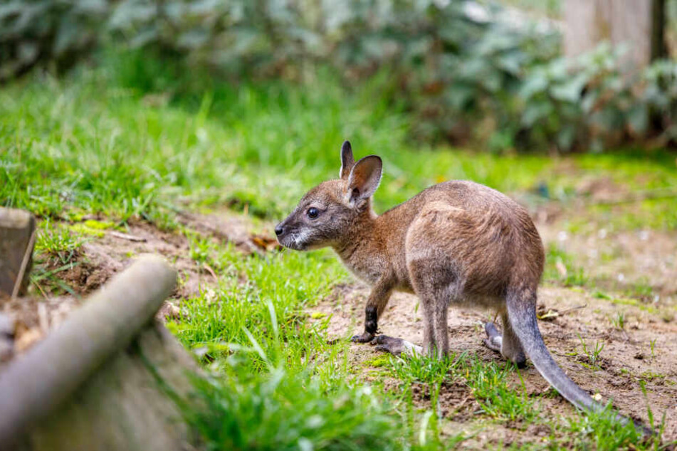 Raus aus der Wohnung und ab auf die Wiese: Am liebsten erkundet Gertrud im Tierpark von Heiko Drechsler selbst die Welt.
