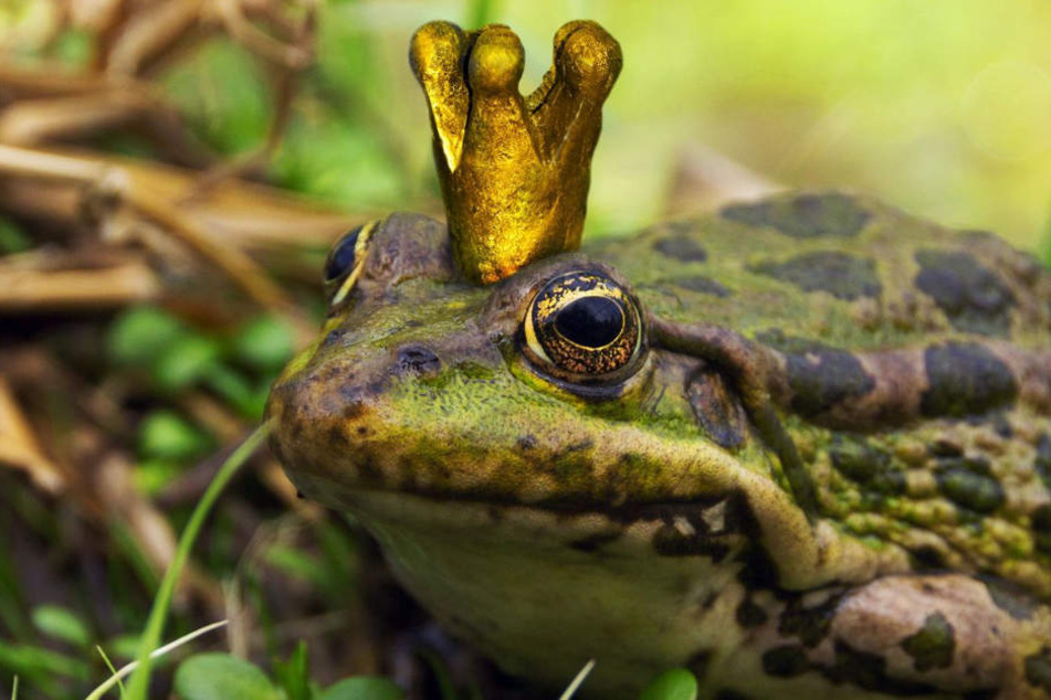 Seine Krone trägt der Erfurter Froschkönig erstmal nicht mehr. (Symbolbild)