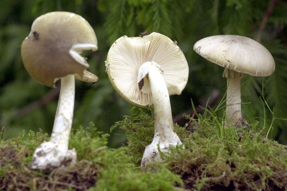 Grüne Knollenblätterpilze (Archivbild) sind äußerst giftig – und sehen Wiesen-Champignons verblüffend ähnlich.