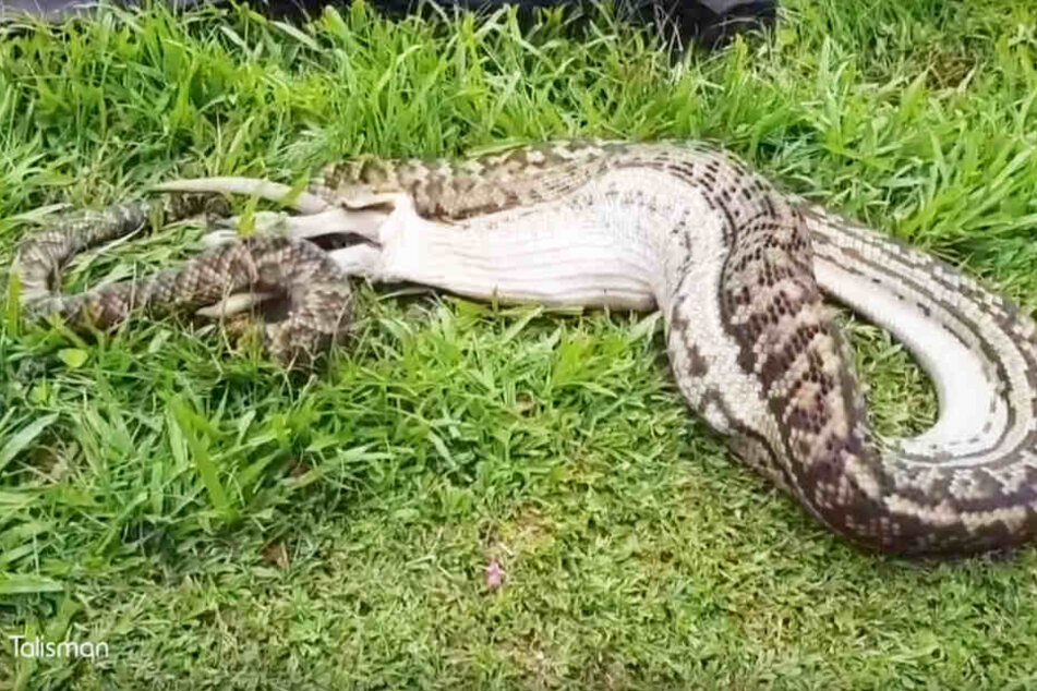 Die Python verschlang nach dem misslungen Fangversuch des Hundes lieber einen Wallaby.