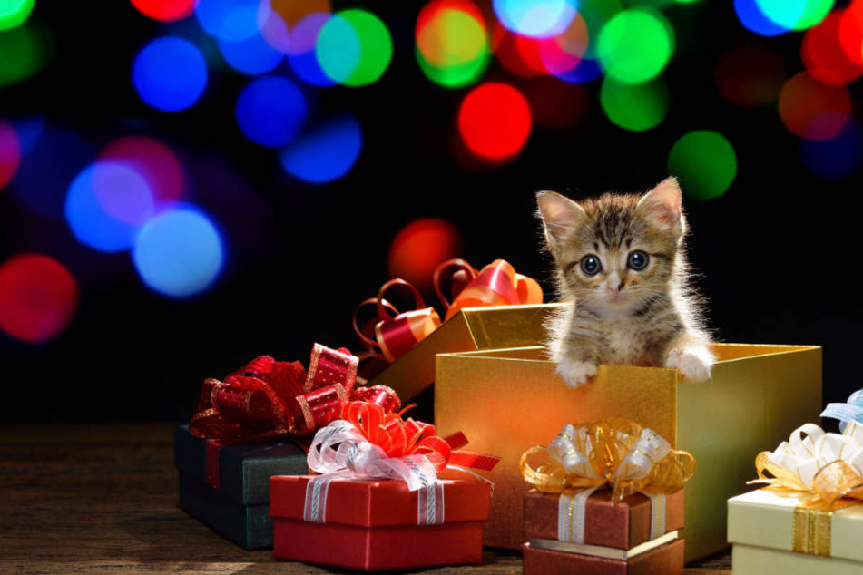 So schön solch ein Kätzchen als Präsent an Weihnachten auch sein kann, jeder geht mit einem Tier eine Verantwortung und Verpflichtung ein. (Symbolbild)