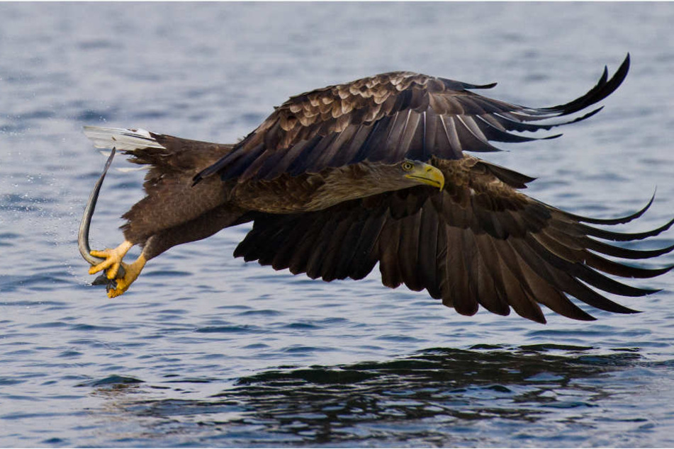 Von Fischen und Wasservögeln ernähren Seeadler sich in erster Linie.