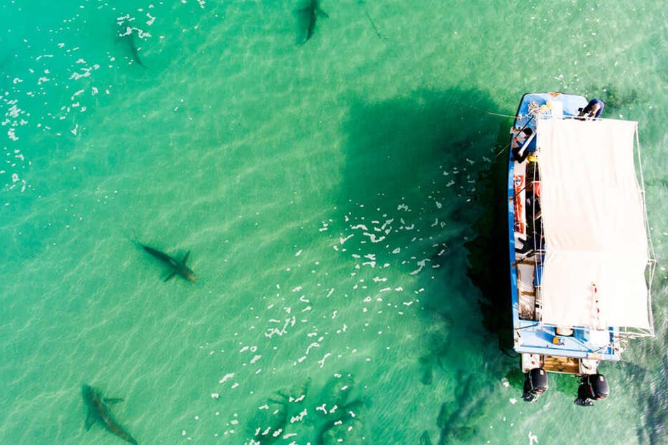 Mehrere Haie schwimmen vor Israels Mittelmeerküste neben einem Boot der Forscher von der Universität Haifa.