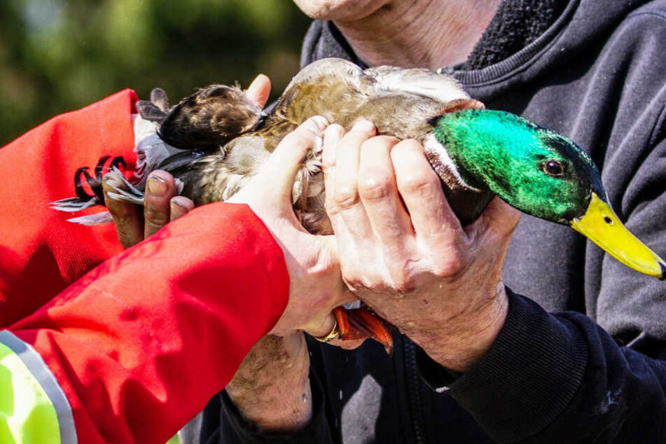 Die Ente war sicherlich geschockt, doch ginge es ihr den Umständen entsprechend gut.