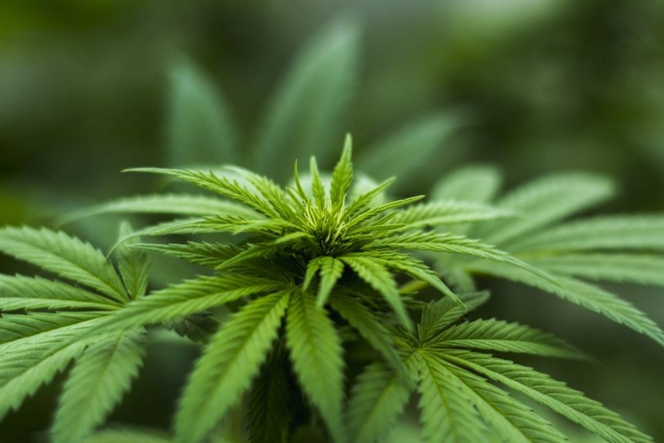CBD Öl wird aus der Cannabispflanze gewonnen, enthält aber nur einen geringfügigen Anteil THC.