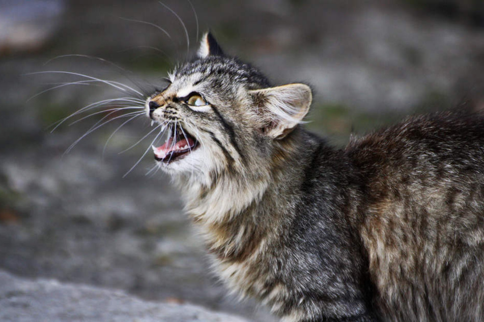 Die Katzenkastration ist in Köln bald Pflicht!