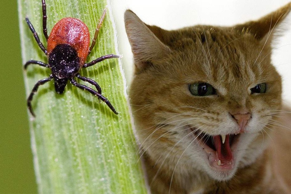 Erst biss die Zecke die Katze, dann die Katze die Frau (Symbolbilder).