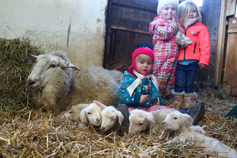 Marleen (2, vorn), Lena (2) und Emily (3, rechts) schauten sich die Lämmchen
aus der Nähe an.