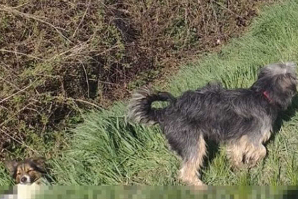 Der verletzte Hund lag im Straßengraben.