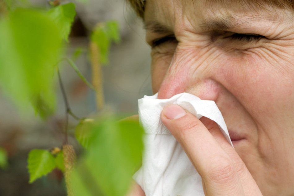 Allergiker werden mit den Birkenpollen in den nächsten Wochen ihre Probleme haben. (Symbolbild)