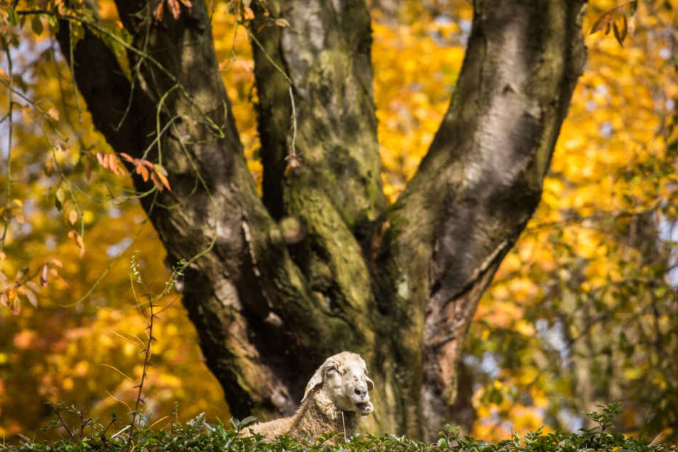 So vergnügt wie hier saßen die Schafe leider nicht in einem Wald bei Heiligenstadt. (Symbolbild)
