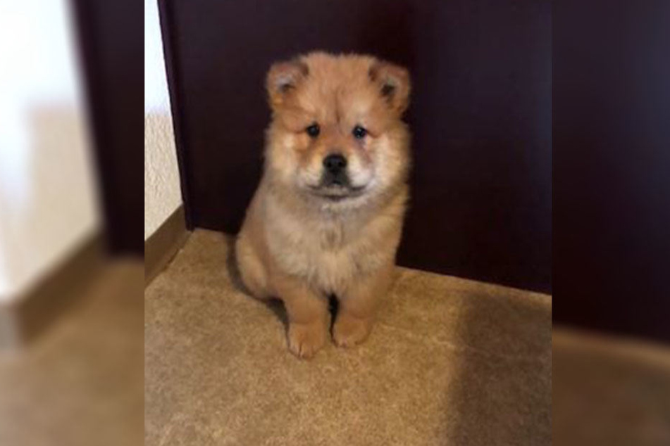 Dieser süße Hund musste eingeschläfert werden.