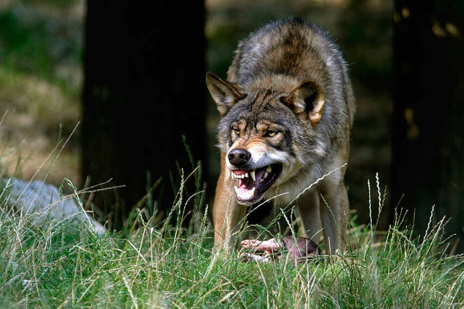 Ein Wolf hat sich an einer Kamerunschaf-Herde bei Wittichenau vergriffen (Symbolbild).