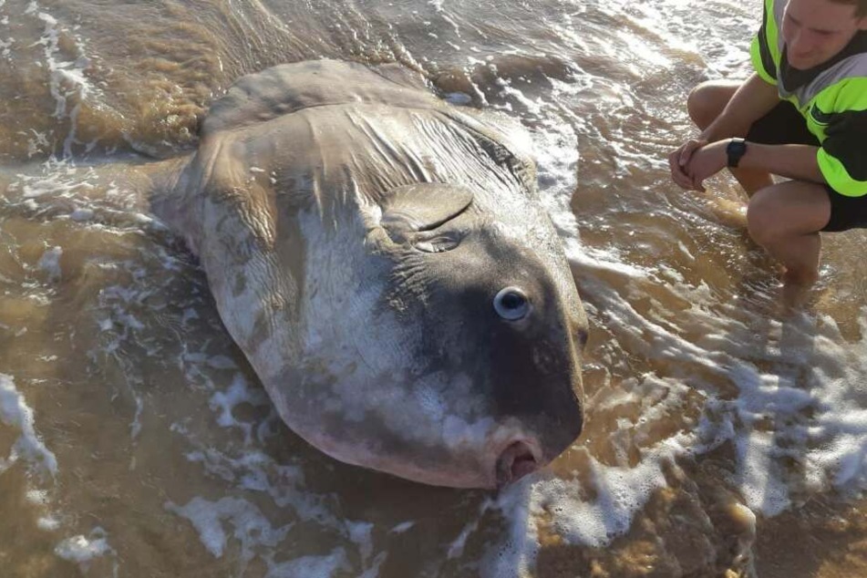 Der Mondfisch war bereits tot.