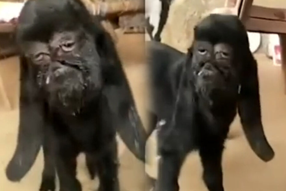 Diese Baby-Ziege hat ein ungewöhnliches Gesicht.