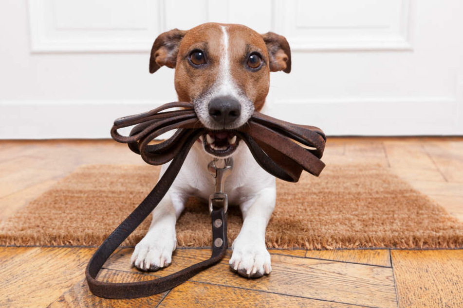 Wenn es um ihre Lieblingsbeschäftigung geht, nehmen Hunde oft kleinste Signale ihres Besitzers wahr.