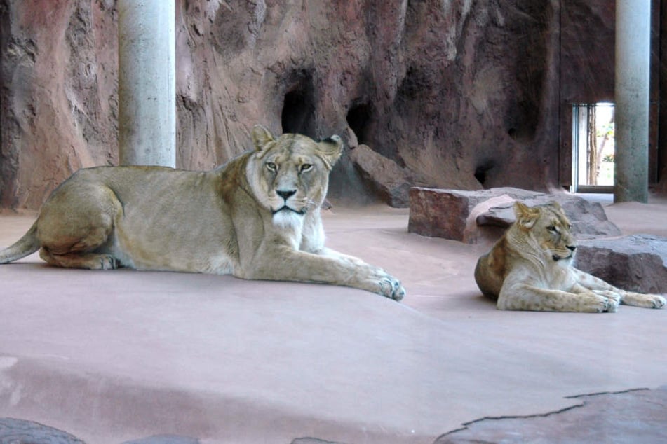 Berber-Löwin Ribat (li.) hat sich schon an ihre neue Gefährtin, Kalahari-Löwin Bastet, gewöhnt.