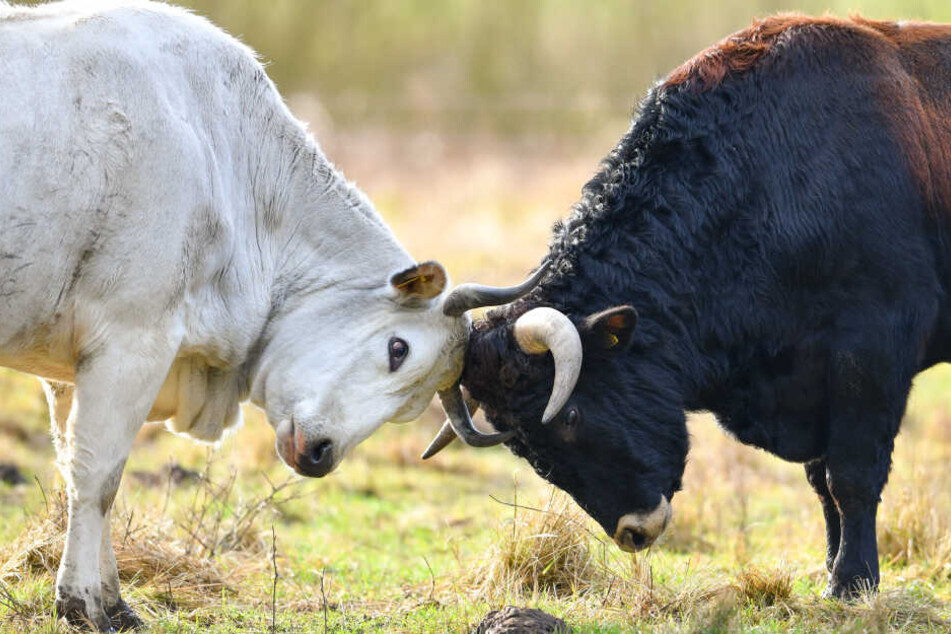 In der Regel geht von Rindern, Wildschweinen und anderen Tieren keine Gefahr aus - sofern man den Tieren mit Vorsicht begegnet.