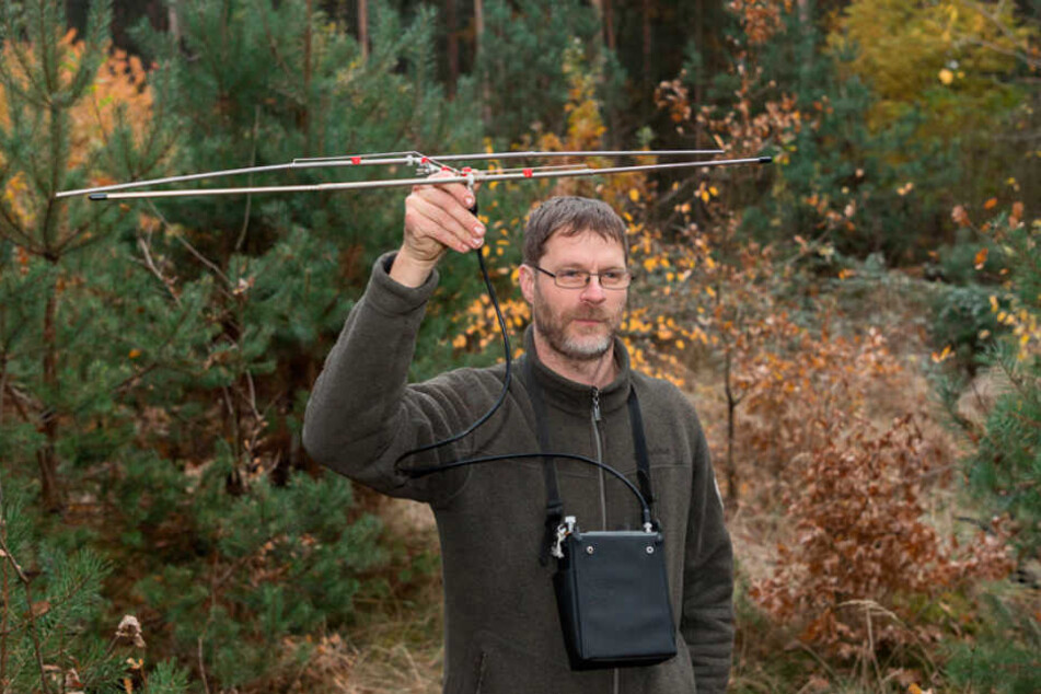 Michael Striese versucht mit der Telemetrie-Antenne, den Jungbullen zu
orten.