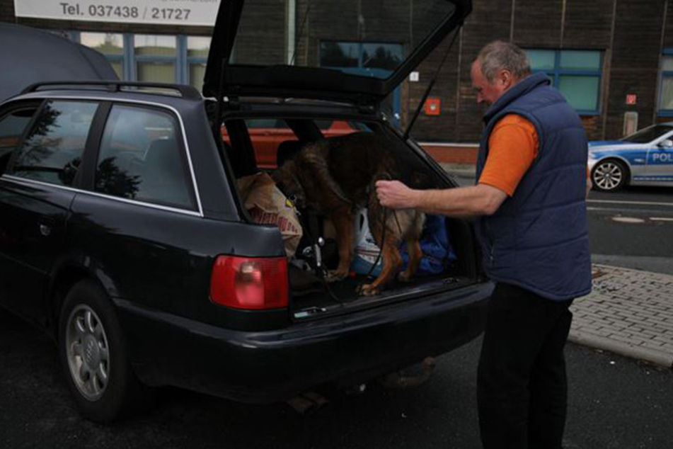 Ein Rauschmittelspürhund hilft dem Zoll bei der Durchsuchung eines Kofferraums.