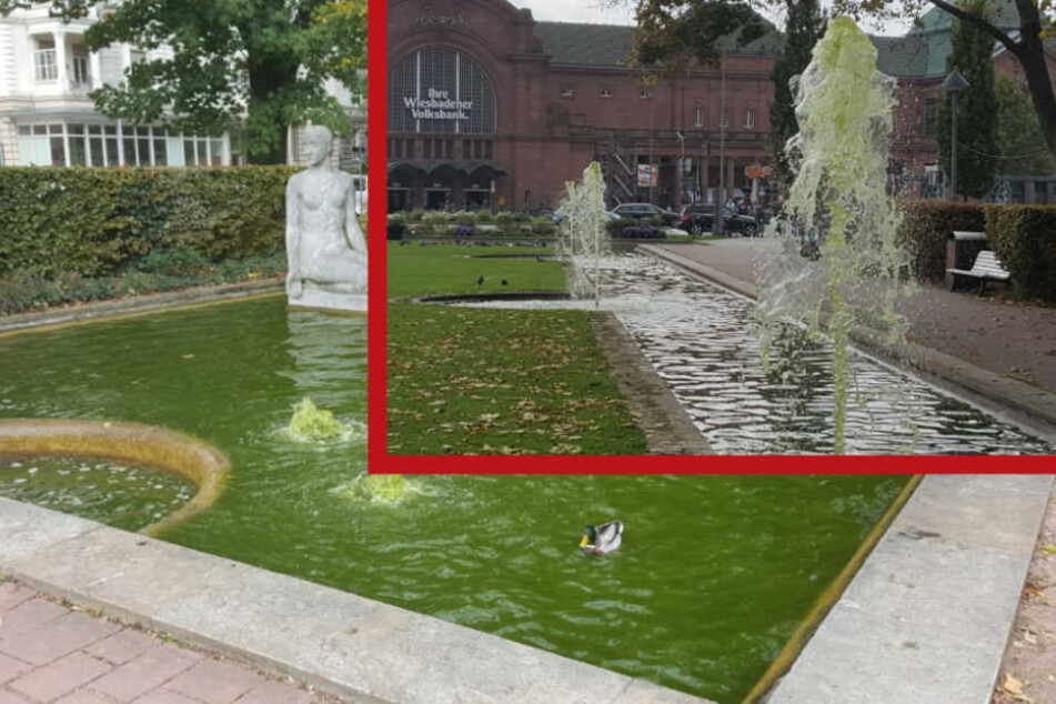 Kein Photoshop: Das Wasser ist genauso grün wie die Wiese!
