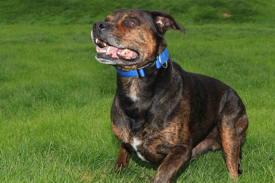 Ein Stafford-Terrier hat sein Frauchen attackiert.