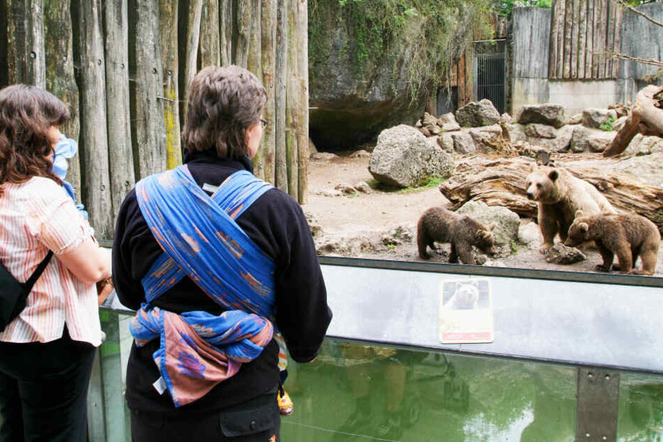 Im Goldauer Tierpark gibt es viele Bären. Manche von ihnen teilen sich ein Gehege mit Wölfen. (Archivbild)