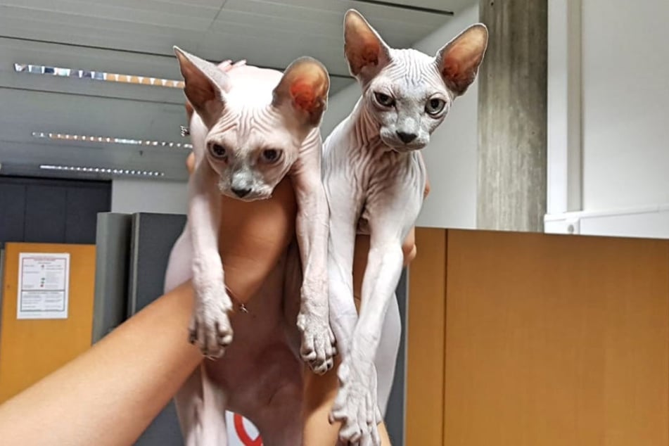 Die Reise der Katzen endete vorerst in Stuttgart. Dann ging's zurück in die Ukraine.