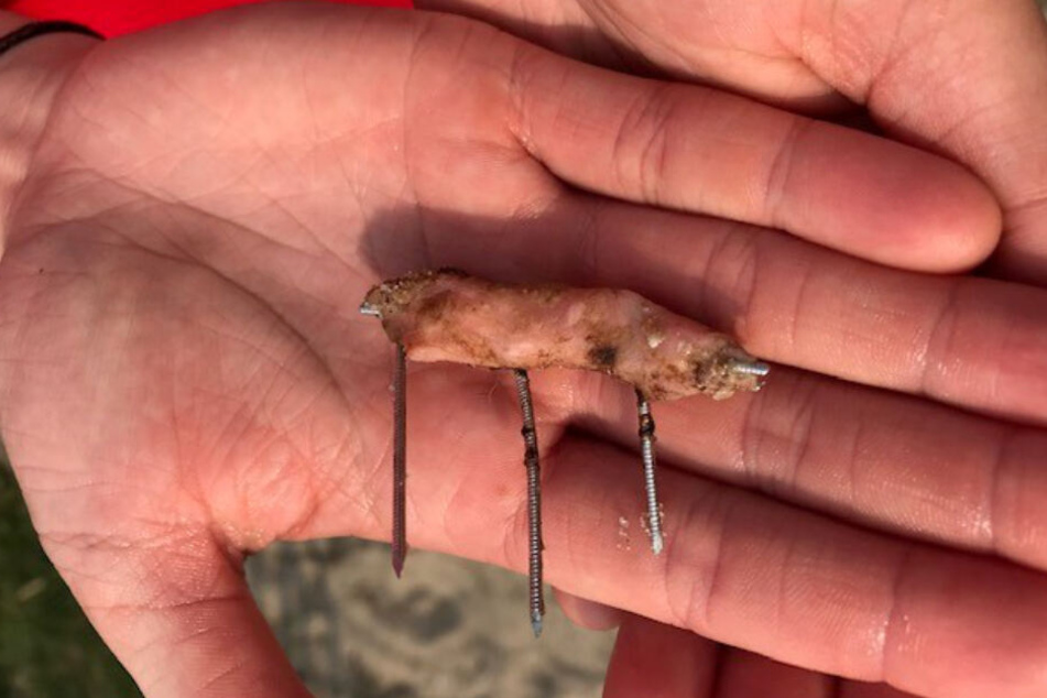In einem fingerdicken Stück Fleisch stecken Schrauben und Nägel.