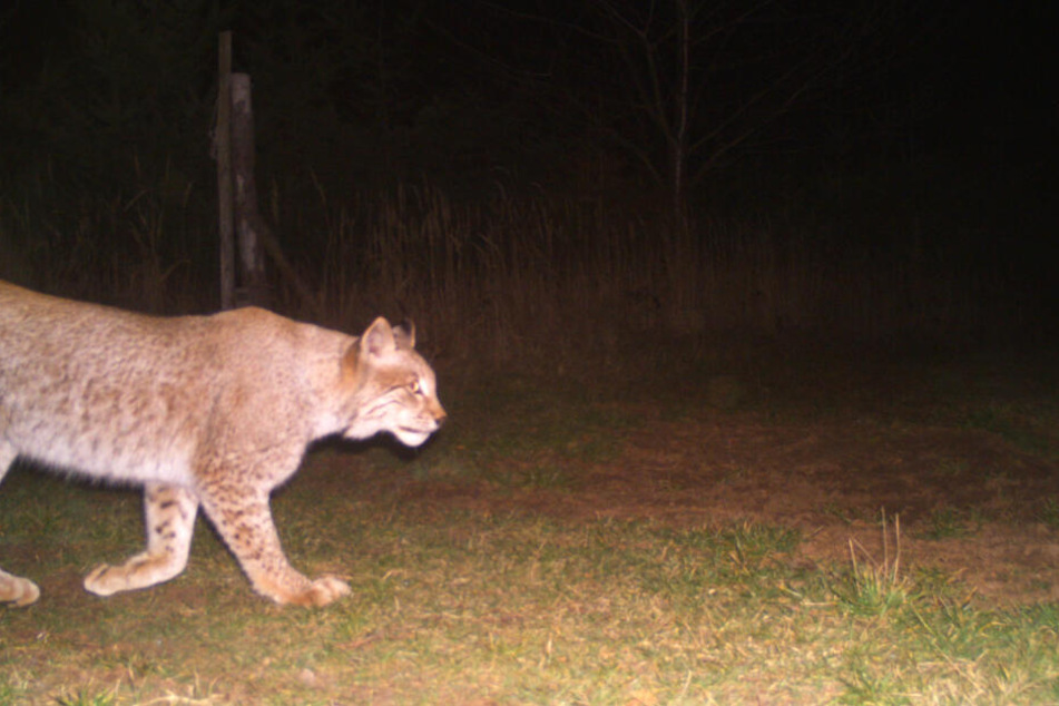 Dieses Bild schoss die Fotofalle von dem Luchs.