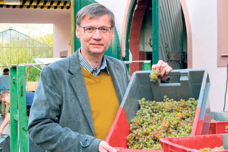 Showmaster Günther Jauch (60) auf seinem auf Riesling spezialisierten Weingut
im Landkreis Trier-Sarrburg.