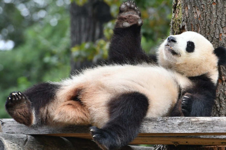Meng Meng zeigt sich im Außengehege.