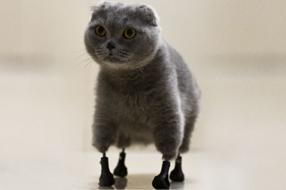 Katze Dymka hat vier Pfoten aus Titan, die in der BEST Tierklinik mit einem 3D-Drucker hergestellt wurden.