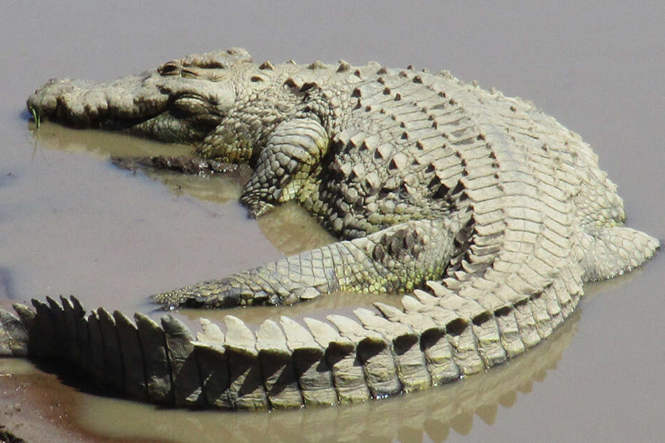 Die Siam-Krokodile stehen auf der roten Liste der vom Aussterben bedrohten Tierarten. (