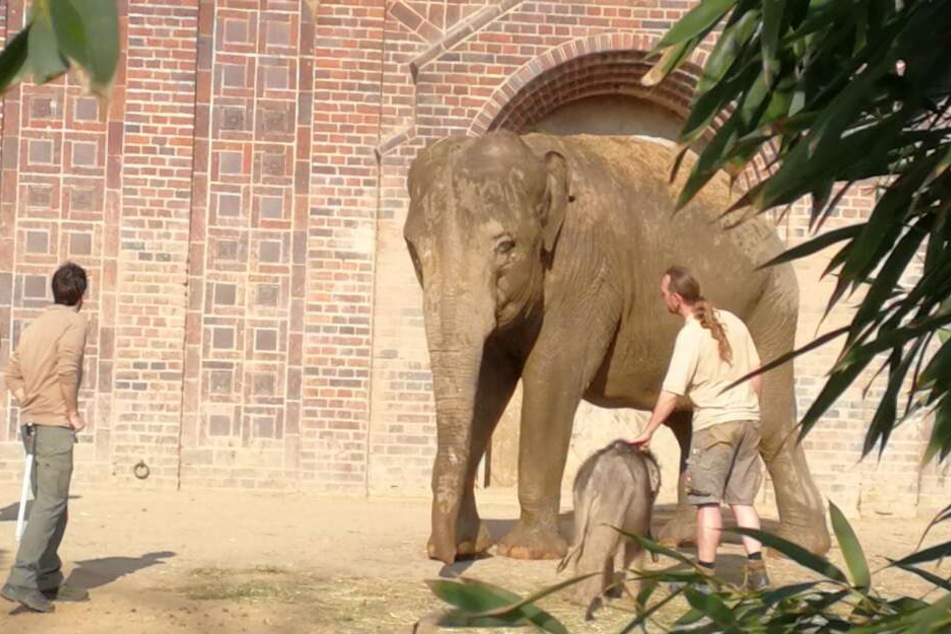 Tierpfleger Thomas Günther (r.) und seine Kollegen kümmern sich seit acht Wochen 24 Stunden täglich um das Wohl des Kleinen.
