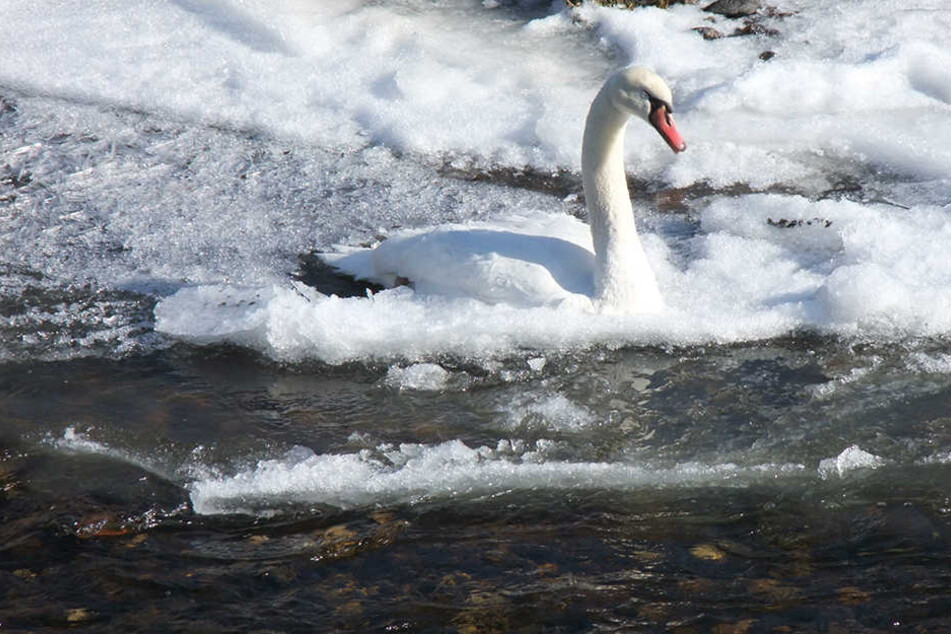 Hilflos im Eis: Dieser Schwan fror in der Zwickauer Mulde fest. Die Feuerwehr befreite ihn.